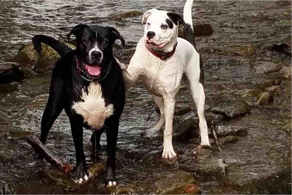 Roscoe Cottage Pet Friendly Buitenkant foto